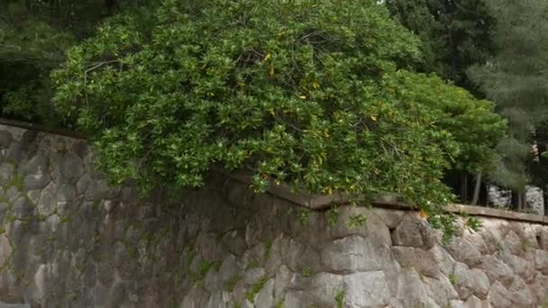 Arbustos e árvores Pittosporum em Montenegro. Projeto paisagístico o
 - Filmagem, Vídeo