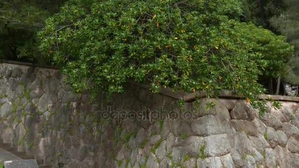 Keře a stromy Pittosporum v Černé hoře. Terénní úpravy designu o - Záběry, video