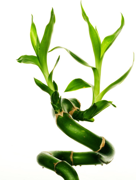 lucky bamboo over white background - Photo, Image
