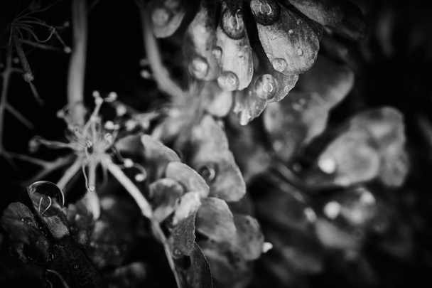 Στεγνό φυτό δραματική μακροεντολή close up προβολή με σταγόνες βροχής - Φωτογραφία, εικόνα