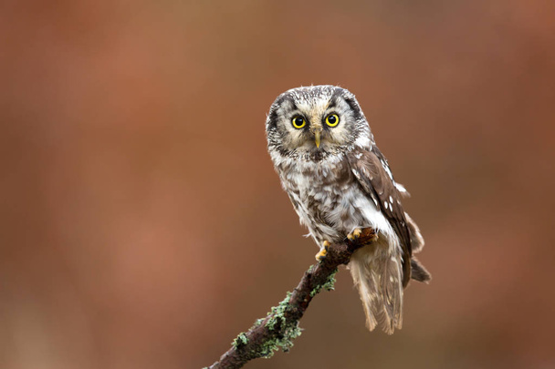 Boreal owl (Aegolius funereus) - Photo, Image