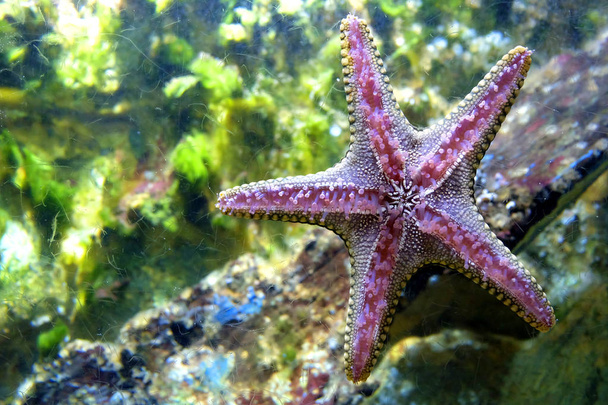estrella de mar de cinco brazos se pega al vidrio muestra una superficie más baja
 - Foto, Imagen