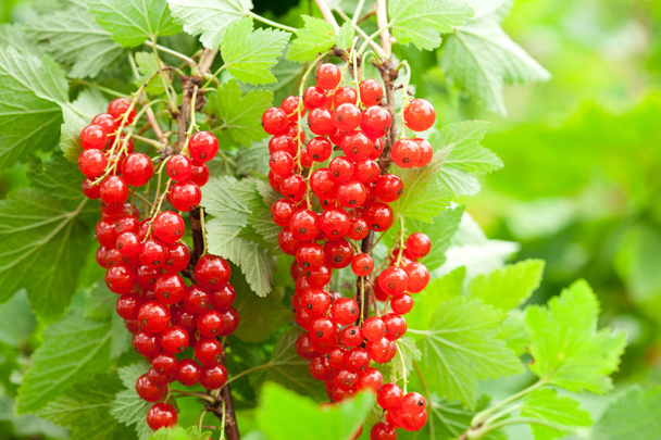 Red currants in the garden - Photo, image
