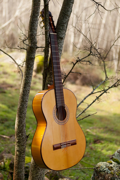 木にぶら下がっているクラシック ギター  - 写真・画像