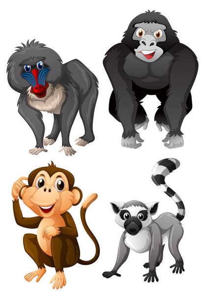 Quatro tipos de macacos no fundo branco
 - Vetor, Imagem