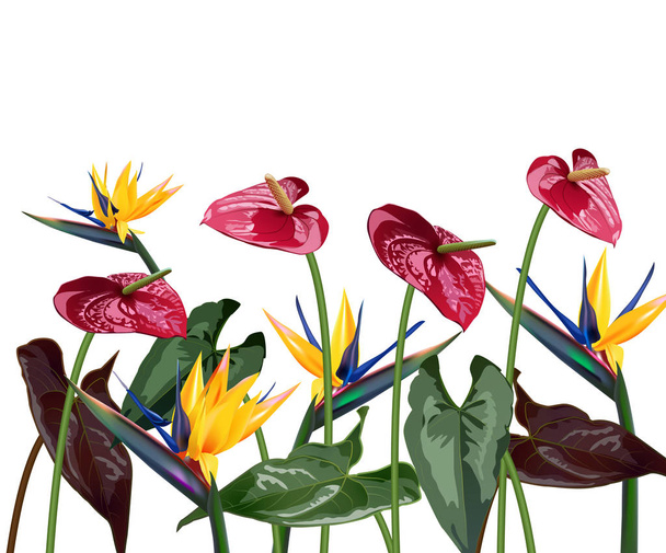 kompozycji z tropikalnych kwiatów, liści, winorośli: Strelicia, Plumeria, Ameryki Południowej, Afryki Środkowej, południowo-wschodniej Azji i Australii. Lasy monsunowe, namorzyny - Wektor, obraz