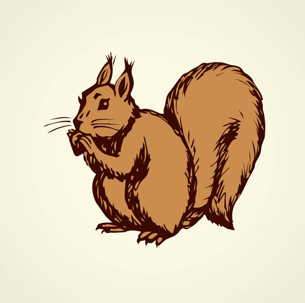 Squirrel. Vector drawing - Vector, Image