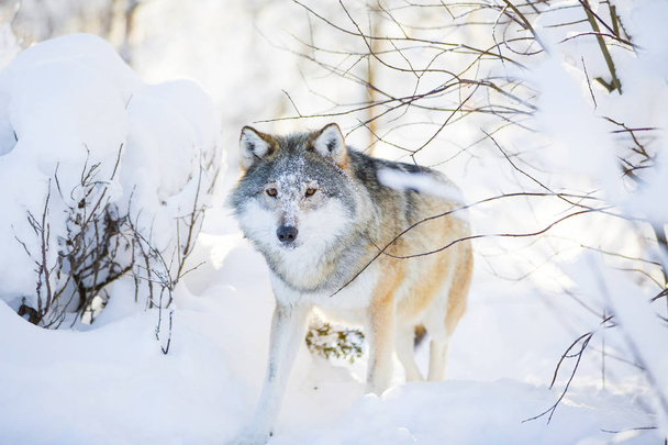 Karlı kış ormanda yürüyüş vahşi gözlü kurt - Fotoğraf, Görsel