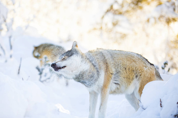 Wolf secouer la neige dans la belle forêt d'hiver
 - Photo, image