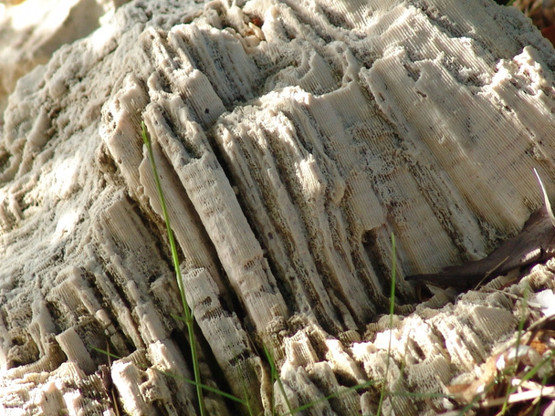 korall kő - Fotó, kép