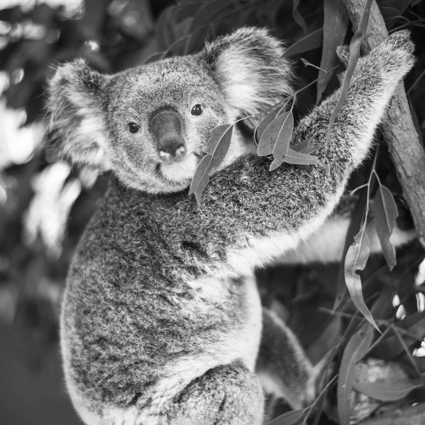 Koala eukalyptuspuussa. Musta ja valkoinen
 - Valokuva, kuva