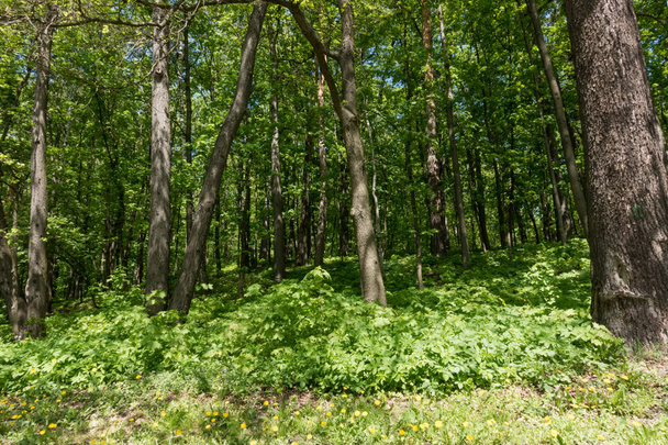 Árvores na floresta.. Floresta de primavera verde
 - Foto, Imagem