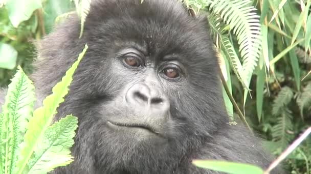 Дикі тварини горила Руанда Африки тропічного лісу  - Кадри, відео