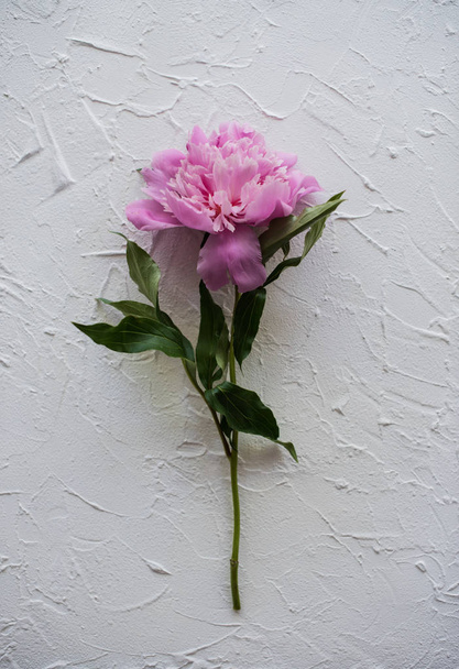 fresh peony flower on textured background, botany fineart photog - Φωτογραφία, εικόνα