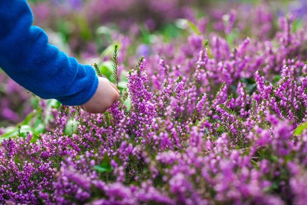 Raccolta viola fiori Loosestrife
  - Foto, immagini