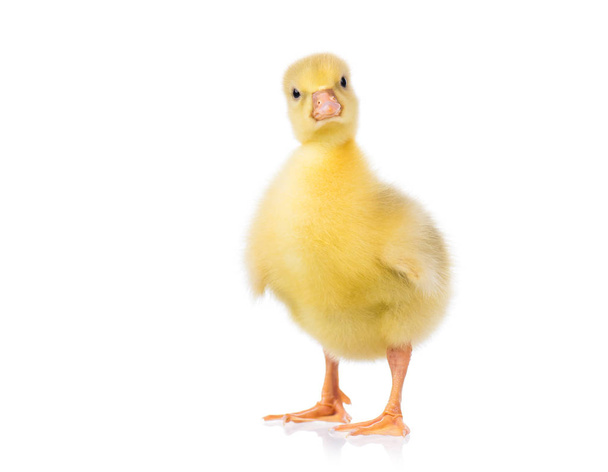 Carino piccolo gosling
 - Foto, immagini