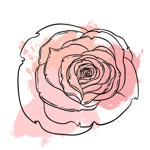 Beautiful roses bouquet drawing on beige grunge background. Hand - Vector, Image