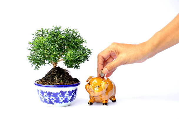 Hand of people holding coin and drop into the piggy bank beside  - Photo, Image