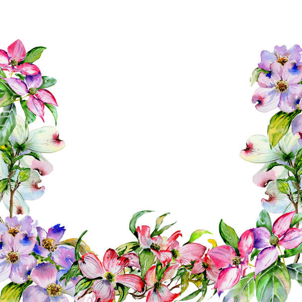 Wildblume Hartriegel Blume Rahmen in einem Aquarell-Stil isoliert. - Foto, Bild