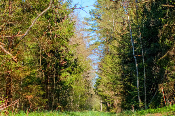 Straße im Wald - Foto, Bild