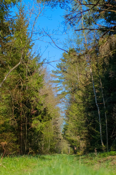 Road in forest - Foto, immagini
