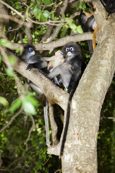 Η μαϊμού dusky φύλλων, διοπροφόρος langur ή διοπροφόρος φύλλων Μον - Φωτογραφία, εικόνα