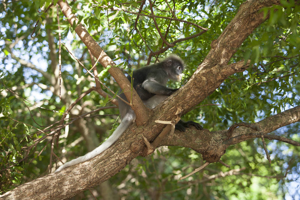 Похмура листяна мавпа, спектральний лангур, або спектральний листок mon
 - Фото, зображення