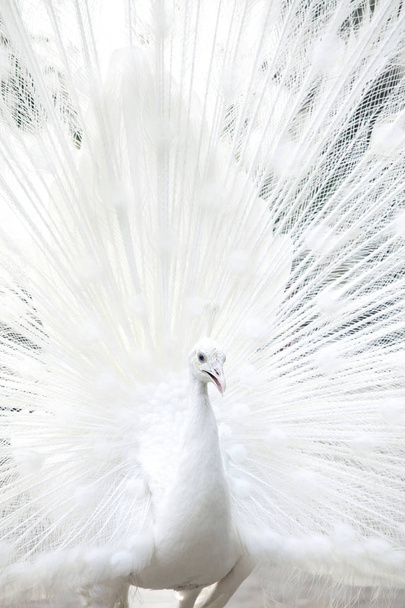 白孔雀が尾 (羽を示しています) - 写真・画像