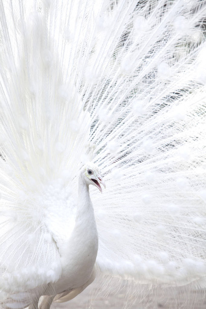 pavone bianco mostra la coda (piuma
) - Foto, immagini