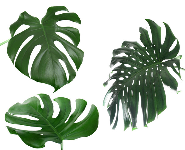 Green tropical leaves - Photo, Image