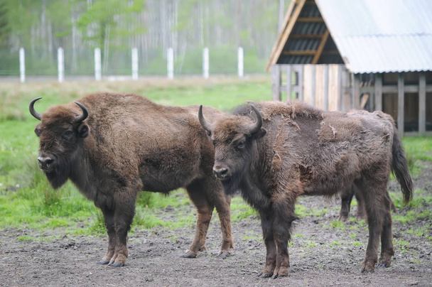 Orman arka plan üzerinde iki büyük kahverengi bison. Ferma arka plan üzerinde büyük boynuzlu iki boğa. - Fotoğraf, Görsel