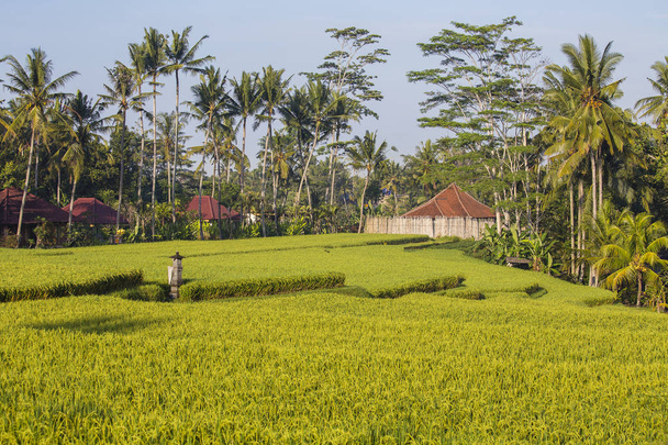 Ranní pohled na zelené rýžové terasy a pozadí kokosových palem a domů v Ubudu, ostrov Bali, Indonésie - Fotografie, Obrázek