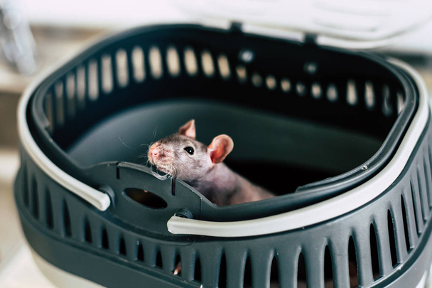 die Ratte befindet sich in einem Käfig. lugt heraus - Foto, Bild