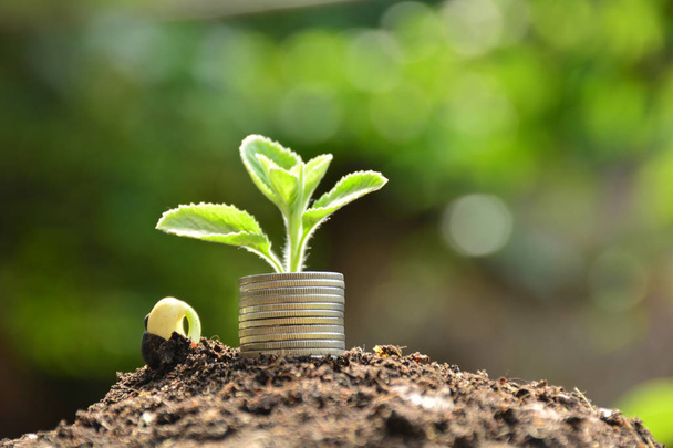 Plant en stapel munten gevoel succes Financiën, natuur achtergrond - Foto, afbeelding