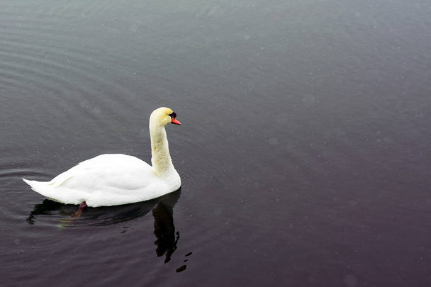 White swan swim on the lake in the city park. Proud and beautiful bird. Dark water in early spring.Toned - Photo, Image