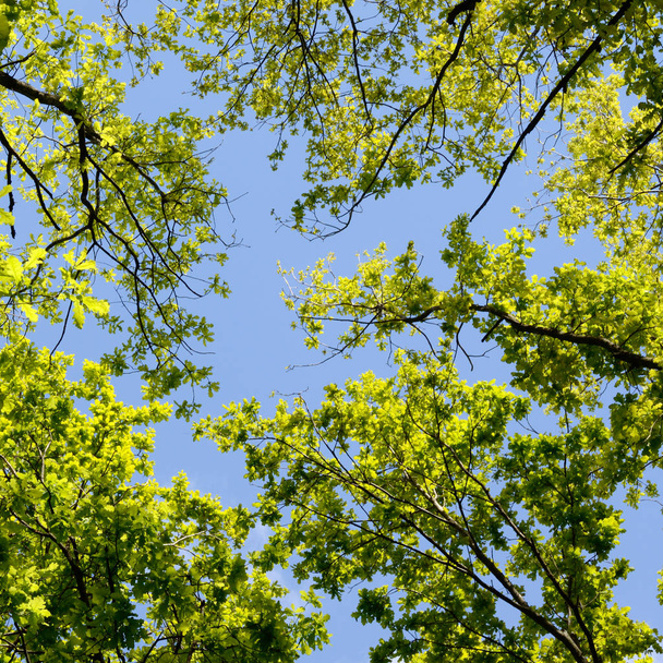 Kaunis kevätmetsä. Nuoret vihreät lehdet tammen vastaan kirkas kevät sininen taivas ja aurinko nousee
. - Valokuva, kuva