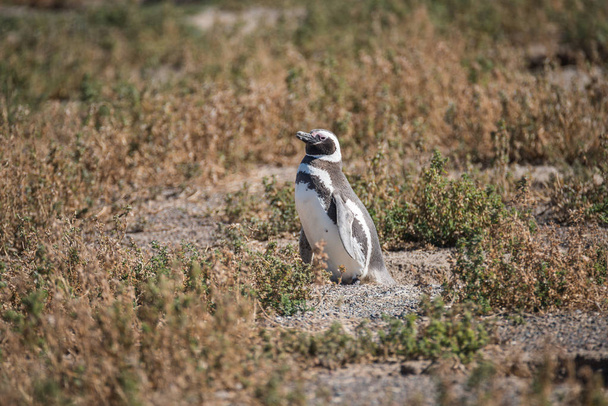 Pingwin magellański Nest, Punta Tombo, Patagonia - Zdjęcie, obraz