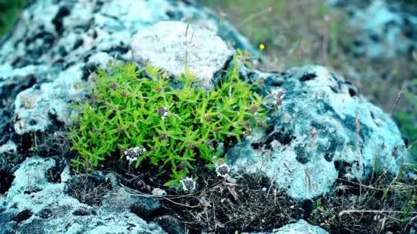 Breckland timjami tai Thymus serpyllum
 - Materiaali, video