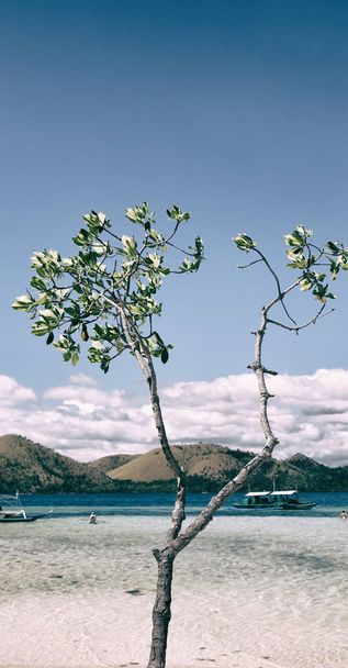 en la hermosa isla cosatline y el árbol
   - Foto, Imagen