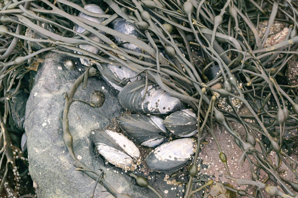  Mejillones azules unidos a rocas con caracol acuático limpet
  - Foto, Imagen