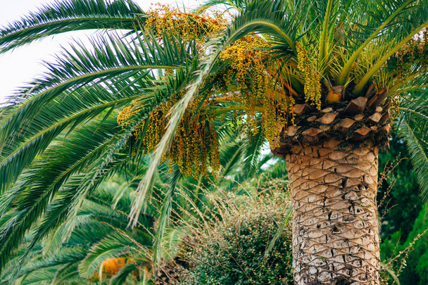 Date palm in Montenegro. Fruit on the palm tree. - Foto, afbeelding