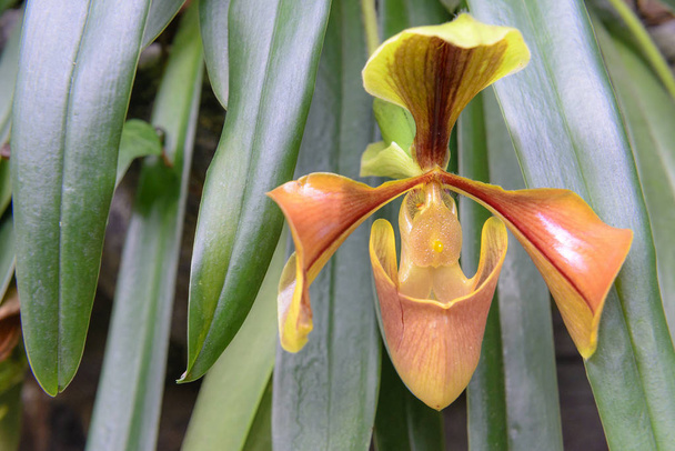 Тайский орхидея, Paphiopedilum villosum, Lady 's Slipper орхидея, парень
 - Фото, изображение