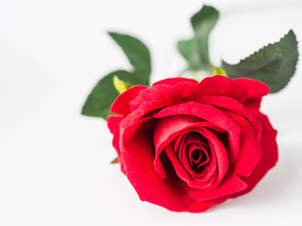όμορφο κόκκινο τριαντάφυλλο σε λευκό φόντο - Φωτογραφία, εικόνα