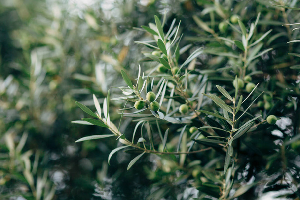 Olivenzweig mit Früchten. Olivenhaine und Gärten in Montenegro - Foto, Bild