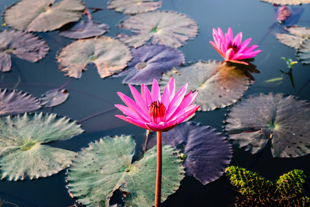 Růžový lotos kvete - Fotografie, Obrázek