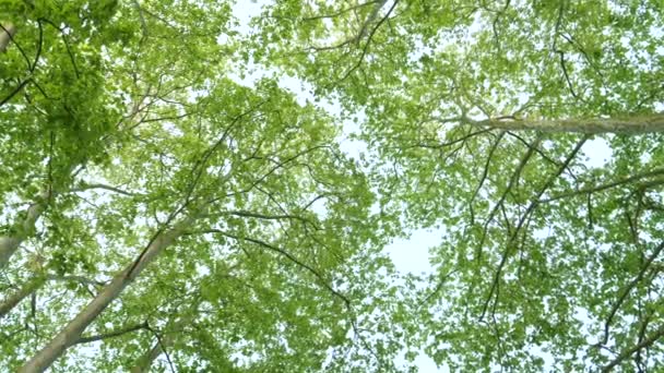 Platanus boom luifel motion langzame motie in 4 k uhd weergave van onderen met mooie zon flare - Video