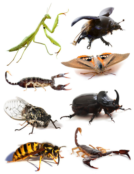 Insectes et scorpions
 - Photo, image
