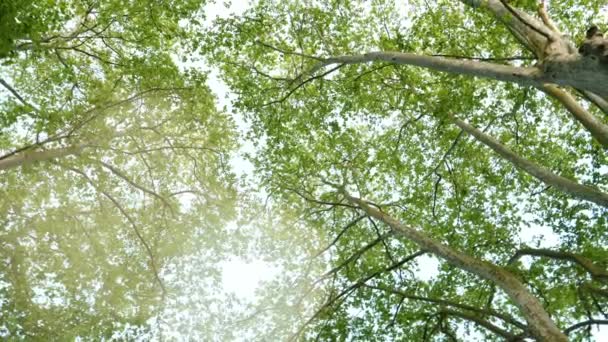 プラタナスの樹冠美しい太陽フレアと下から 4 k uhd ビューでのスローモーションを動き - 映像、動画