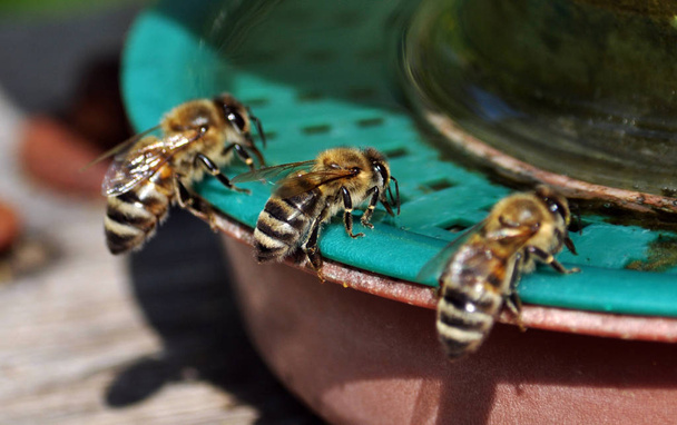 Arılar water_7 içme yakınındaki - Fotoğraf, Görsel