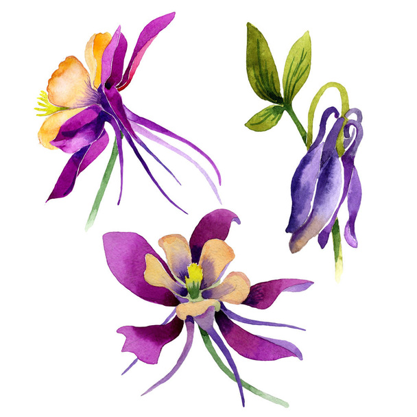 Luonnonkukka orkidea kukka akvarelli tyyli eristetty
. - Valokuva, kuva